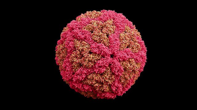 3D loop animation of Leishmania RNA virus 1 LRV1 virion with icosahedral capsid and dsRNA, endosymbiont of Leishmania parasite on alpha channel.