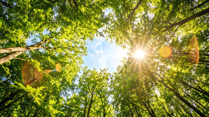 Fototapeta premium Bright sun rays shining through green forest canopy with blue sky background