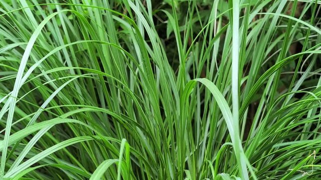 Close up of green ornamental grass blades swaying in the wind. Fresh lemongrass leaves texture background in a garden on a bright summer day.