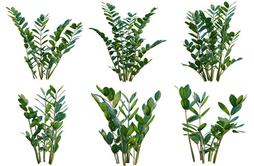 Obraz premium Set of Zamioculcas zamiifolia tree, elevation, front view, cutout, transparent background, isolate, Collection of ZZ Plants - Lush Green Foliage for Interior Design and Botanical Projects