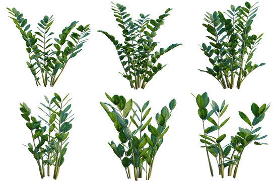 Set of Zamioculcas zamiifolia tree, elevation, front view, cutout, transparent background, isolate, Collection of ZZ Plants - Lush Green Foliage for Interior Design and Botanical Projects