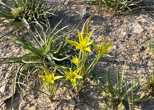 Damascus Gagea, Green-flowered Gagea (Gagea damascena)