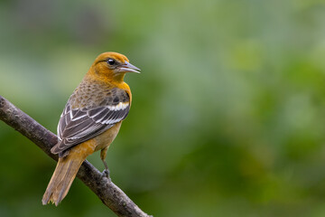 Fototapeta premium Streak-backed oriole (Icterus pustulatus) perched on a thick diagonal branch, Costa Rica.