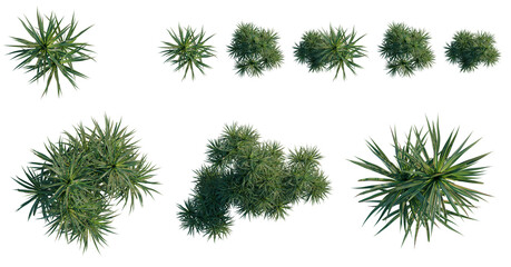 Set of  Pandanus tectorius tree plan, top view, cutout, transparent background, isolate, Collection of Yucca Plants - Graphic Elements for Landscape Design and Botanical Illustration © KP Stock