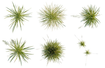Obraz premium Set of Koeleria macrantha tree plan, top view, cutout, transparent background, isolate, Collection of various spiky ornamental plants for landscaping design and botanical illustration.