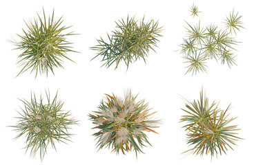 Obraz premium Set of Miscanthus purpurascens tree plan, top view, cutout, transparent background, isolate, Collection of Ornamental Grasses - Perfect for Design Elements & Nature Inspired Art Projects.