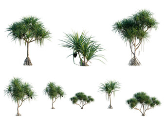 Fototapeta premium Set of Pandanus tectorius tree, elevation, front view, cutout, transparent background, isolate, Collection of Pandanus Trees with Aerial Roots - Perfect for Tropical Landscape Design and Illustration