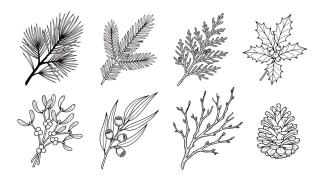 Hand drawn winter botanical collection, 8 black and white Christmas foliage vector elements, pine needles and holly berry line art icons