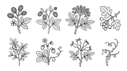 Vintage botanical berry illustrations, set of 8 hand drawn wild berry branches, black and white floral line art vector for organic food packaging © Tayba