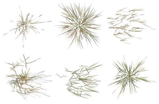 Set of  Imperata cylindrica tree plan, top view, cutout, transparent background, isolate, Collection of grassy elements, vector graphics for design projects, illustrations.