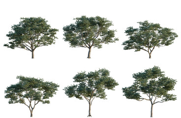 Set of Koelreuteria paniculata tree, elevation, front view, cutout, transparent background, isolate © DH Tree Stock