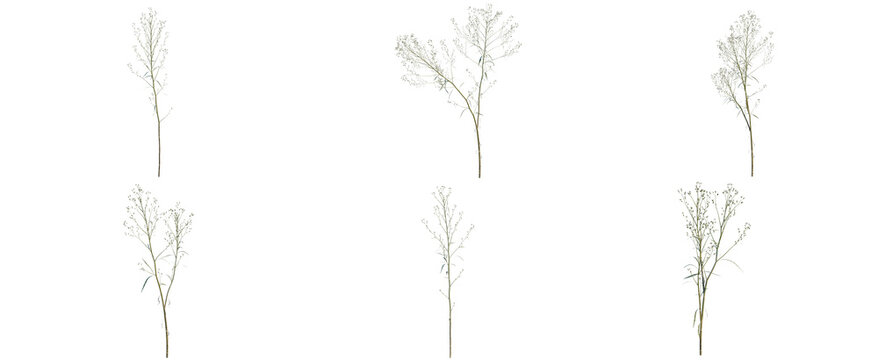 Set of Conyza canadensis tree, elevation, front view, cutout, transparent background, isolate, Golden botanical sprigs against a black background - elegant floral design elements.