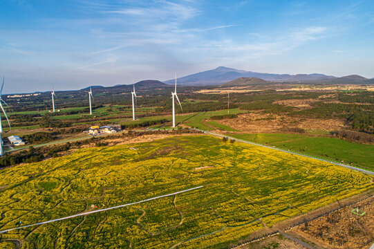 Aerial view of a vast yellow canola flower field near Noksan-ro, Jeju Island, featuring wind turbines and Mt. Halla in the background under a blue sky in spring.