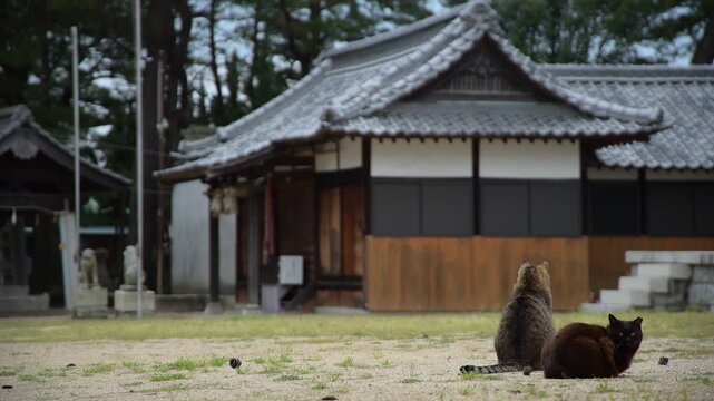 豊玉依姫神社で仲良く寄り添う黒猫とキジトラ猫 （香川県高松市, 2026年4月）