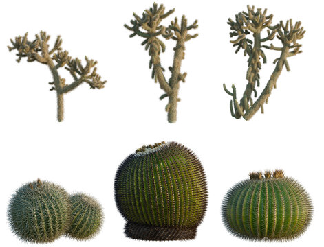 Set of Bomarea multiflora tree, elevation, front view, cutout, transparent background, isolate, Diverse Collection of Cacti - Including Barrel, Muehlenbeckia and Forked Varieties