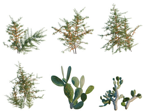 Set of Clematis paniculata tree, elevation, front view, cutout, transparent background, isolate, Assorted Trees and Cacti - Natural Elements for Design & Illustration Projects