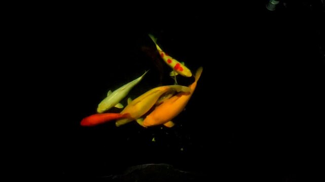 Night video of koi fish swimming in a pond 