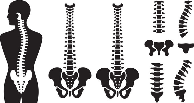 Human spine and pelvis vector illustration