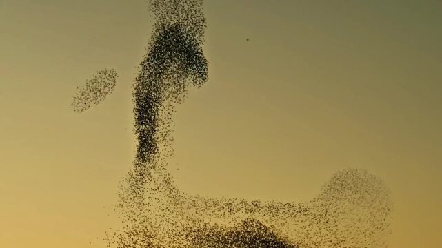Giant Starling Murmuration Creating Fluid Shapes at Sunset
