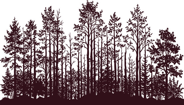 Tall pine forest trees silhouette vector illustration, panoramic dense conifer woods horizontal pattern background
