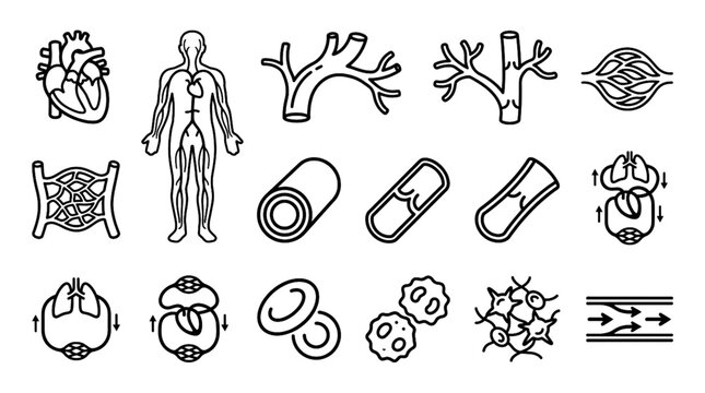 Human Anatomy Vector Icon Set with Arteries Veins Blood Vessels and Circulatory System Medical Science Illustrations