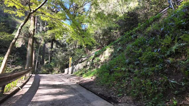 高尾山　一号路　2026年4月
