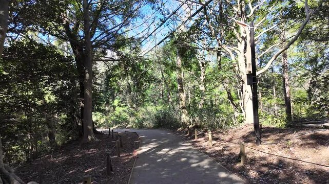 高尾山　一号路　2026年4月
