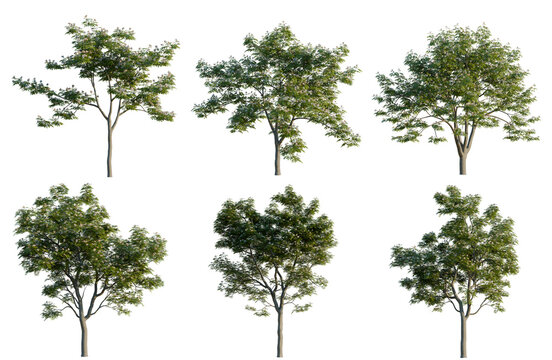 Set of Albizia julibrissin tree, elevation, front view, cutout, transparent background, isolate