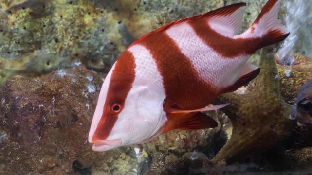 Beautiful emperor red snapper swimming in deep ocean water