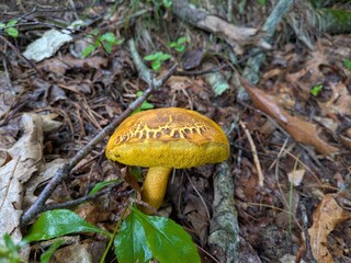mushroom in the forest © Amber