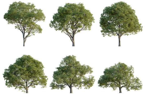 Set of Celtis australis tree, elevation, front view, cutout, transparent background, isolate, Collection of Lush Green Trees - Ideal for Landscape Design & Architectural Visualizations