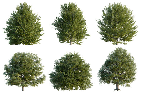 Set of Fagus sylvatica tree, elevation, front view, cutout, transparent background, isolate, Collection of Lush Green Trees with Detailed Foliage - Perfect for Landscape Design and Visualizations