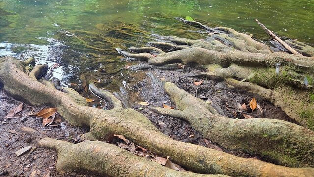 Intricate network of massive big tree roots providing natural river bank erosion protection.