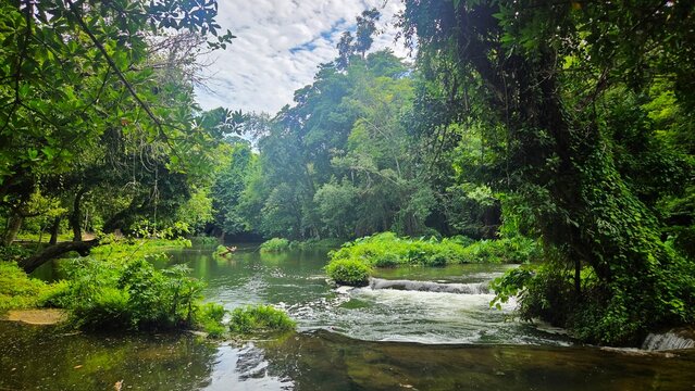 Beautiful rain forest stream flowing through lush mixed deciduous jungle in rainy season.