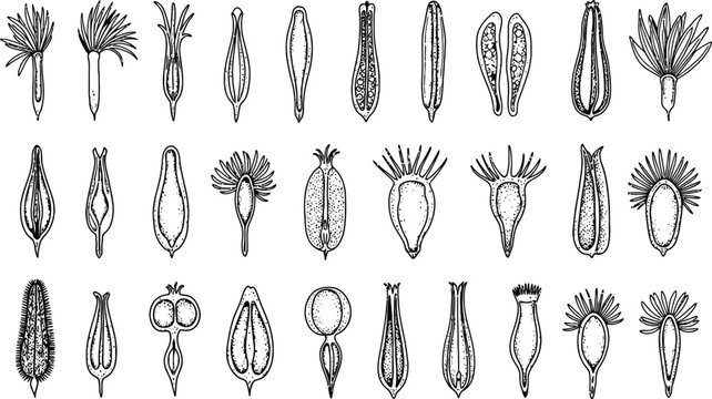 Vintage botanical illustration of diatoms and microscopic algae scientific chart black and white