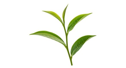 Fototapeta premium Fresh green tea leaves isolated on white background