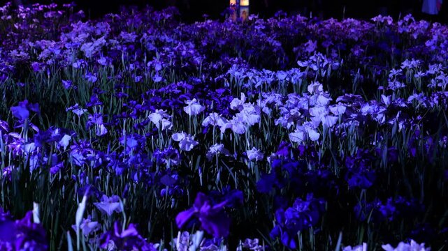 堀切菖蒲園　ライトアップ　2026年6月