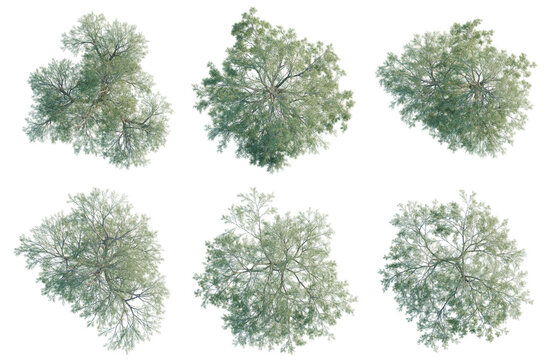 Set of  Willow acacia tree plan, top view, cutout, transparent background, isolate, Aerial view of various tree canopies - digital illustration for landscape design