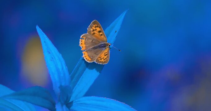 Macro - Butterfly in a forest