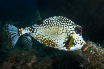 Obraz premium Smooth trunkfish swimming over a coral reef against a dark background in Key Largo Florida