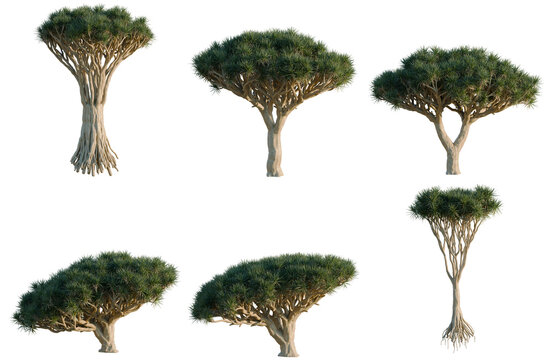 Set of Dracaena cinnabari tree, elevation, front view, cutout, transparent background, isolate, Unique Dragon Blood Trees with Exposed Roots - A Collection of Exotic Island Flora PNG
