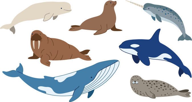 Arctic and Marine Mammals Vector Set with Blue Whale, Orca, Narwhal, Beluga, Walrus, Sea Lion, and Spotted Seal Illustrations