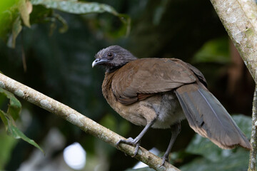 Fototapeta premium Grey headed chachalaca on a branch