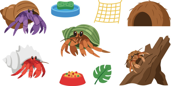 Hermit Crab Vector Illustration Featuring Colorful Shell Pets with Driftwood, Sponge, Net, Hut, Dish, and Leaf