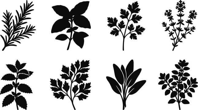 Fresh culinary herbs and spices icon set featuring detailed rosemary basil parsley mint and thyme silhouettes