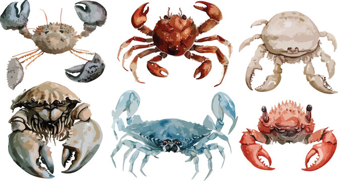 Set of crabs illustration featuring red crab crustacean seafood animal isolated on white background vector cartoon style