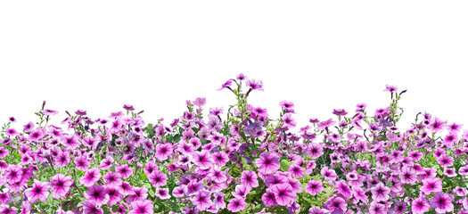Fototapeta premium Bouquet, Bunch, shrub of flowers. Rose periwinkle. primrose. (red, pink) Rose Four o'clock Flower. (png) Colorful flowers, primula vulgaris are blooming. On white background.