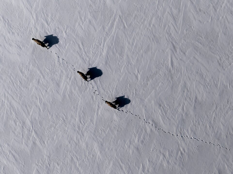 Aerial view of three wolves walking in a line across a vast expanse of pristine snow, leaving a trail of footprints behind them in Nepal.
