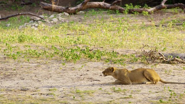 A Southwest African Lioness lying down, keeping an eye on its prey and ready to attack. Chobe National Park, Botswana, South Africa 