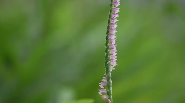 Tokyo, Japan - June 20, 2026: Spiranthes sinensis or Screw flower or Screw pine or Ladies' tresses